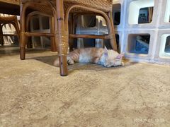 -自由生长植物工作室(深港花卉中心店)