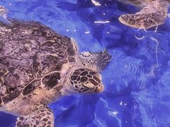-芜湖新华联大白鲸海洋公园