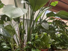 -云海肴·汽锅鸡·云南菜(曲江大悦城店)