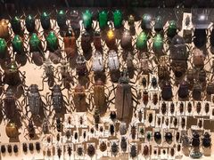 -墨尔本博物馆(Melbourne Museum)