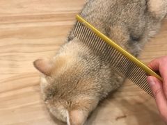 -有喵·猫咖·狗咖·30几只猫10只小狗(岗厦店)
