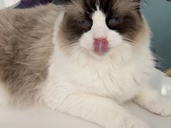 -安格丽娜·狗咖·猫咖羊驼咖(春熙路百盛商场店)