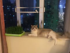 -Bastet sally猫舍购宠(静安店)