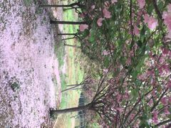 天王镇浮山樱花园-天王浮山樱花园