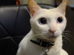 -Doors独立剧情密室(东门分店)