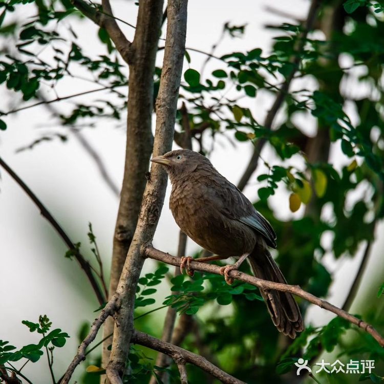 鲸鱼们都会浮出水面换气，再次下潜的时候，就能照到尾鳍