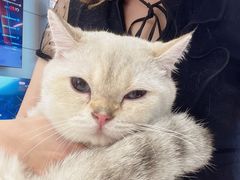 -猫大福·Fortune Cat猫舍(百子湾店)
