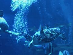 -太平洋海底世界