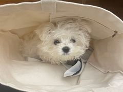 -博特宠物医院24h犬猫全科.骨科·异宠