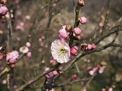 -梅花山(明孝陵内)