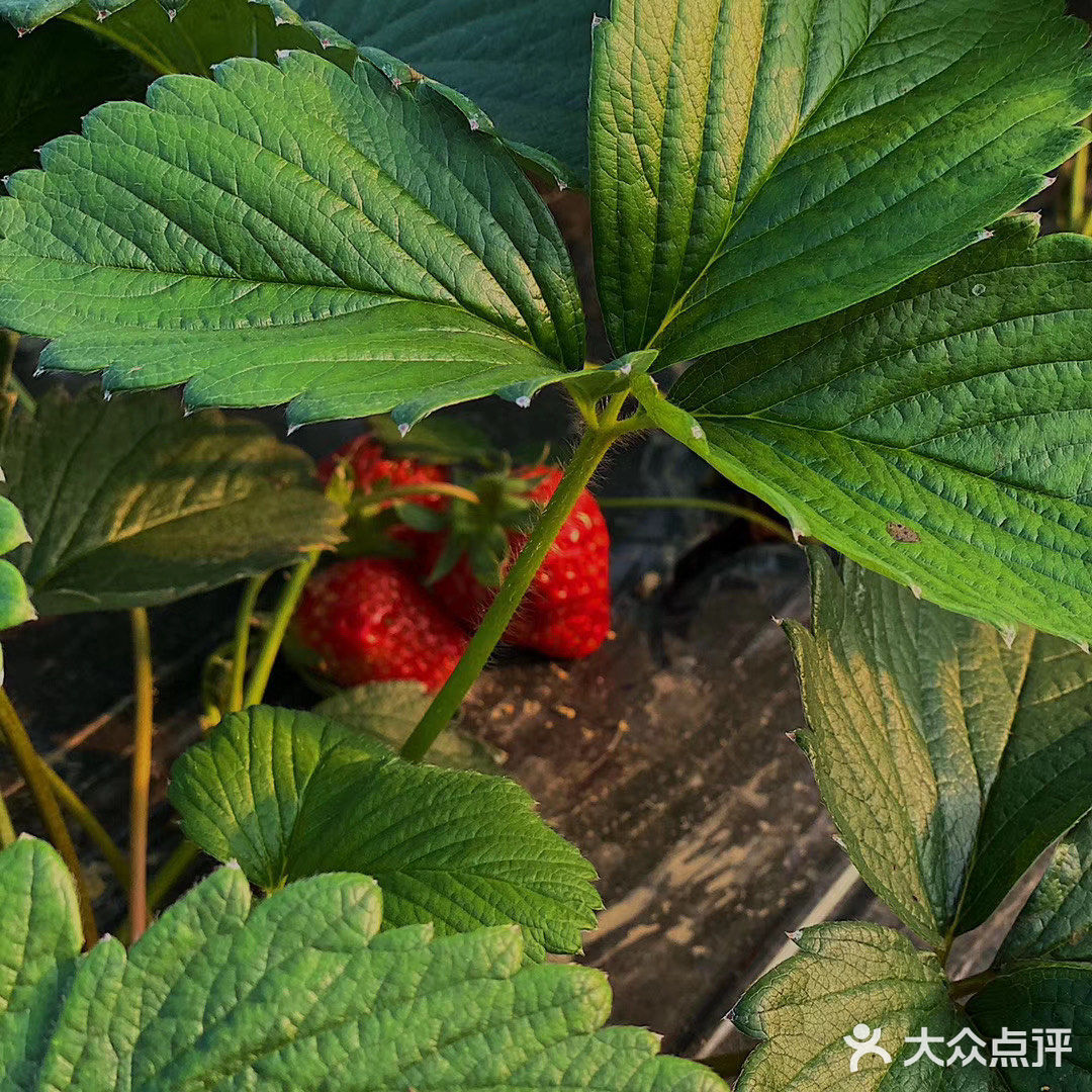 今天是草莓味的一天|北塘草莓