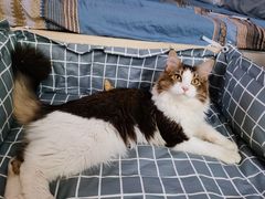 -猫大福·Fortune Cat猫舍(百子湾店)