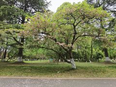 -花溪公园