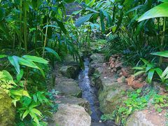 -深圳仙湖植物园