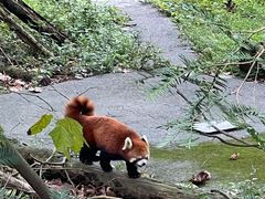 -都江堰中华大熊猫苑