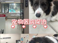-御宝贝24h宠物医院·转诊中心·CT核磁血透中心(厦门总院)