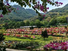 -雁南飞茶田景区