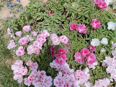 -石家庄市植物园