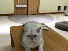 -猫和宫(六道口店)