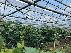 -马陆小张葡萄园农家乐