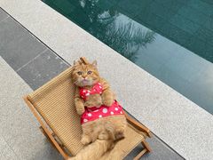 -翊宠yipet猫狗购宠庄园犬舍•猫舍