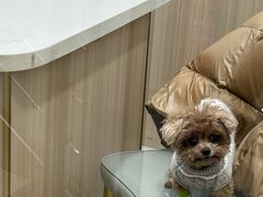 -申普宠物医院·眼科·心内科·影像科(普陀分院)
