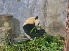 -深圳野生动物园
