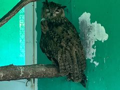 -西霞口神雕山野生动物世界