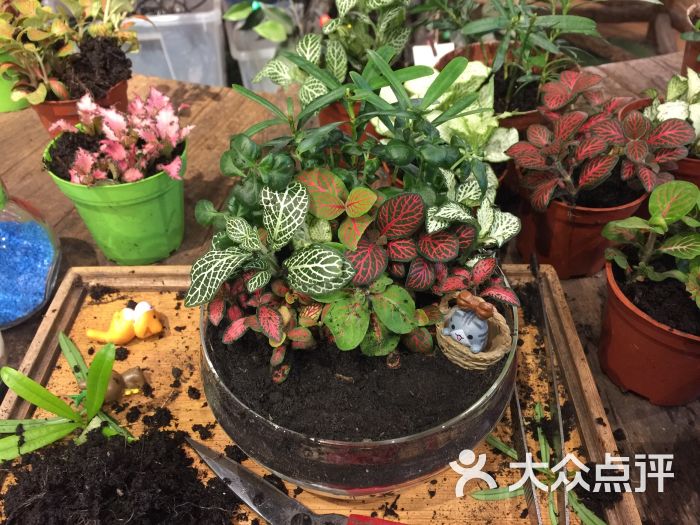 小浣熊的花花草草(长楹天街店)图片 - 第3张