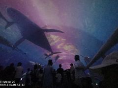 -大连圣亚海洋世界