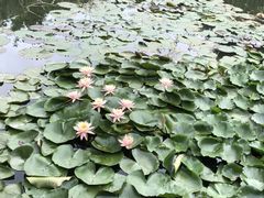 -巴山一绝烤全羊(三圣乡刘家花园店)