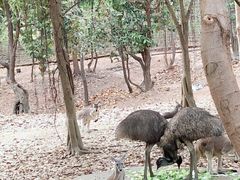 -清迈夜间动物园