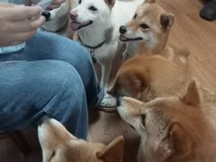 -柴犬高等学院·狗咖·柴犬售卖·宠物训练