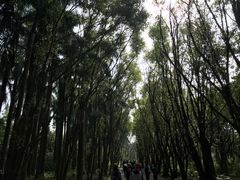 -大湾区中央湿地公园-十九涌