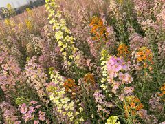 -中国天府农业博览园