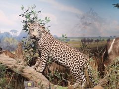 -陕西自然博物馆