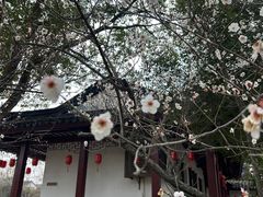 -司徒庙