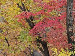 -天女山森林公园