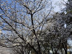 -高东镇樱花园