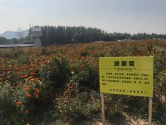 -北京东方普罗旺斯薰衣草庄园
