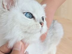 -爱佳宠物中心医院24H·CT·骨外科·猫专科(瑶海万达店)