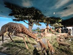 -国家自然博物馆