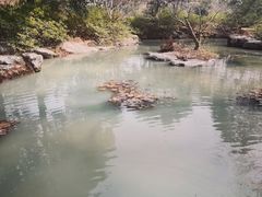 -上海滨江森林公园