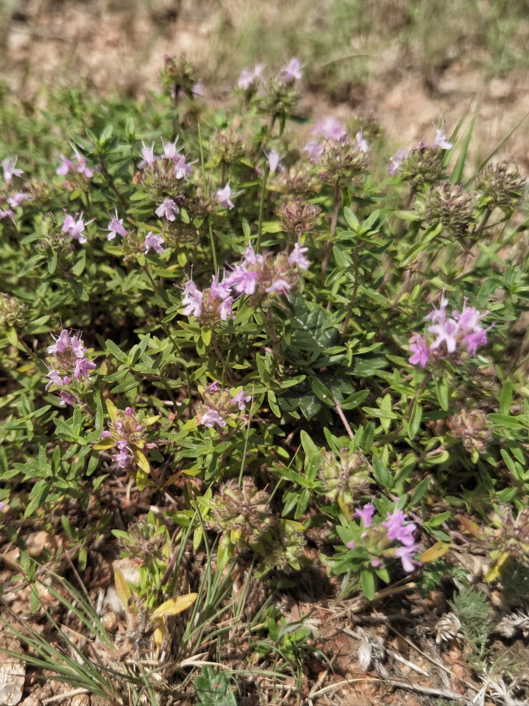 地椒🌱又名百里香‼️也叫麝香草‼️