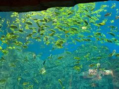 -芜湖新华联大白鲸海洋公园