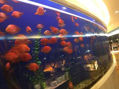 -黄金海景大酒店-旋转餐厅