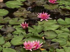 -国家植物园南园