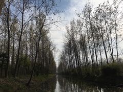 -合肥滨湖国家森林公园