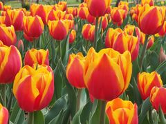 -石家庄市植物园