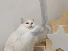 -瞄一喵猫咖(格力海岸店)